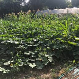 Les jardins du pré d'ambres #8