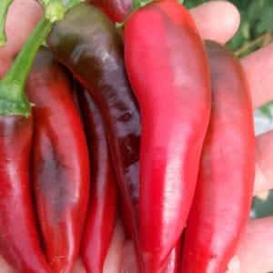 Piment