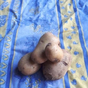 Pomme de terre nouvelle