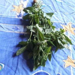 Basilic bouquet