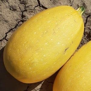 Courge spaghetti