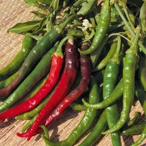 piment doux des landes