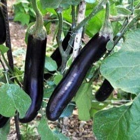 aubergine violette