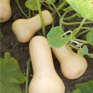 butternut