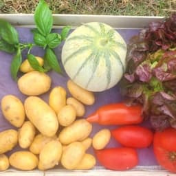 les bio légumes de Laëtitia #1