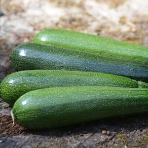 Courgettes