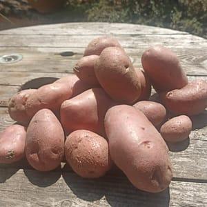 Pomme de terre desiré (rose) 10kg