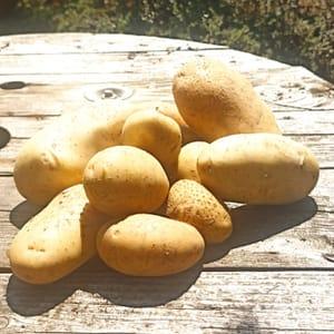 Pomme de terre monalisa 10kg