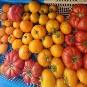 Mixte de Tomates variété coeur de boeuf, buffalo steak et ronde orange