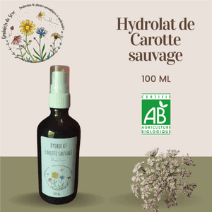 Hydrolat de Carotte Sauvage