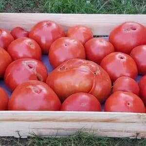 Tomates - plateau