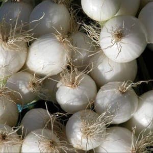 Oignon blanc