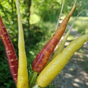 Carotte en mélange de couleurs