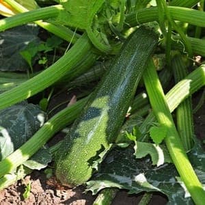 Colis de courgettes 3 kg