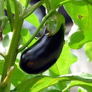 Colis d'aubergines 3 kg