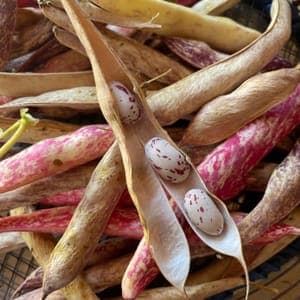 Haricots Demi-sec