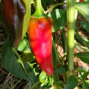 Piment Gorria type espelette