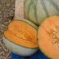 Melon "Diamex"