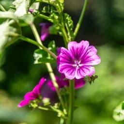 LES PLANTES DE ESSE TERRE #2