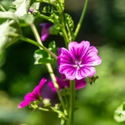 LES PLANTES DE ESSE TERRE #0