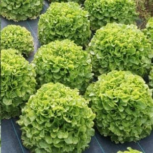 Salade
