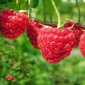 Framboises