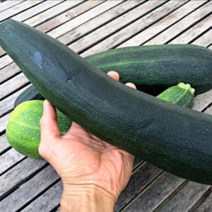 courgette