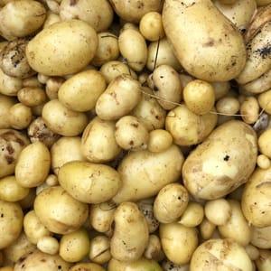 Pommes de terre grenailles