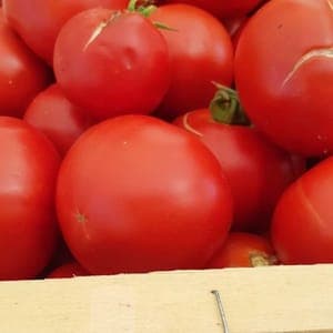Tomates sauces