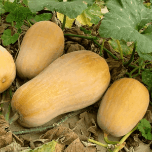 Courge Butternut vendu à la pièce, facturée au kilo