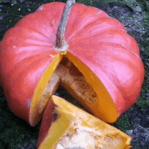 Courge Vif D'Etampe