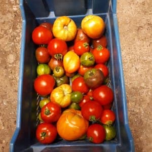 Tomate par 5kg (le colis)