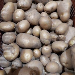 Pomme de terre nouvelle Margod