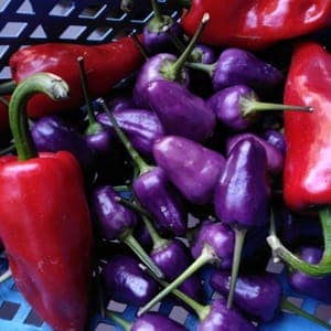 Piment