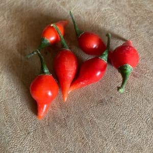 Piment doux