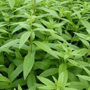 VERVEINE