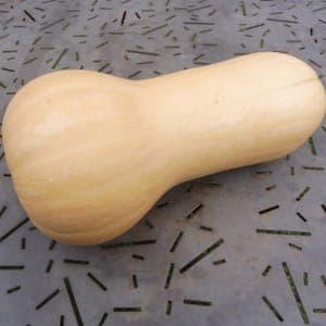 Butternut