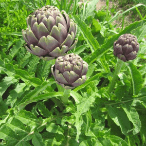 Plant d'Artichaut