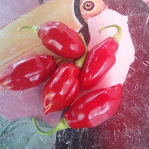 Piment végétarien