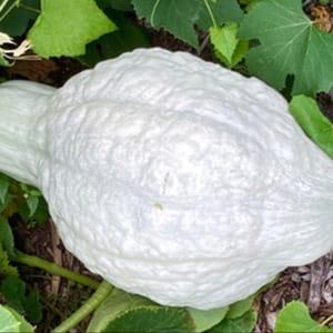 Courge Blue Hubbard