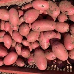 Pomme de terre désirée 