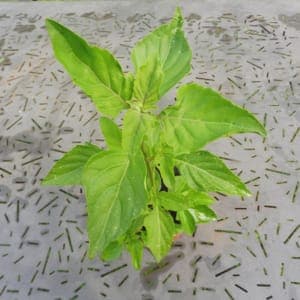 Plant Basilic Perpétuel Artico