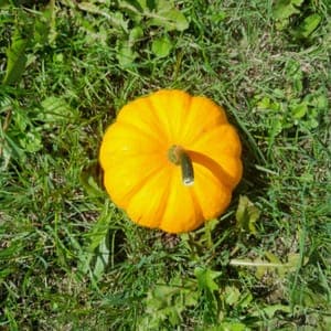 courge "jack little be"