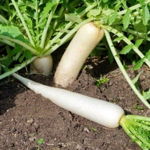 Radis Glaçon Daikon