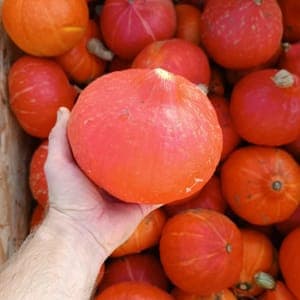 Potimarron
