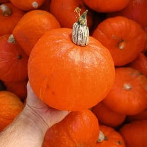 Potimarron