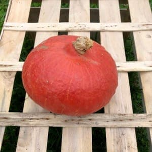 Potimarron