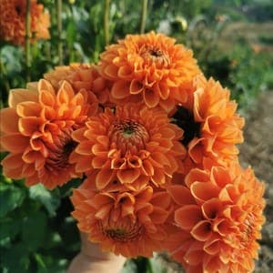 Botte de Dahlias orange