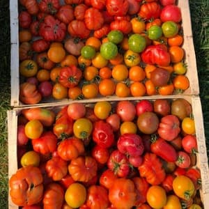 Tomate pour sauce