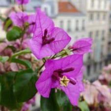 bougainvillier violet de Mèze